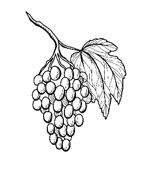 Domaine et vignes du Cognac Jean Fort en Charente