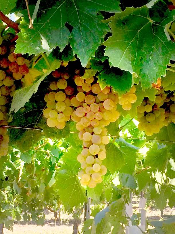 La famille Fort, producteur de cognac en Charente, devant le chai familial à Bellevigne.