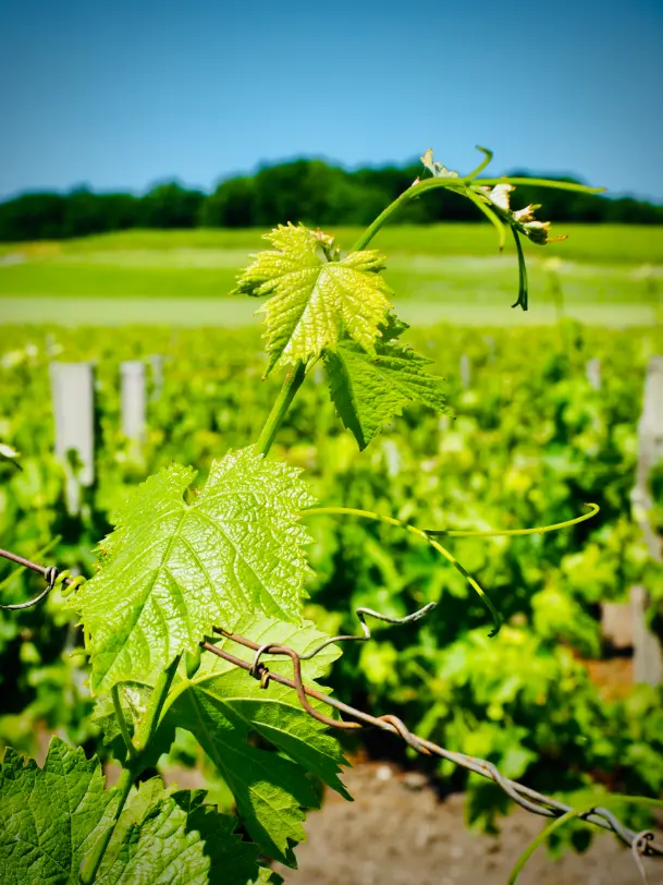 La famille Fort, producteur de cognac en Charente, devant le chai familial à Bellevigne.