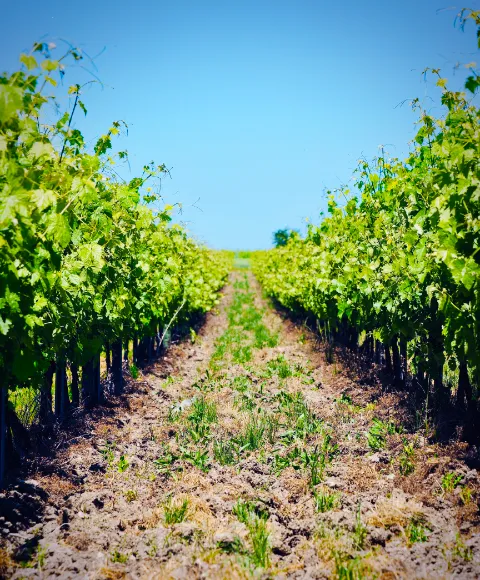 La famille Fort, producteur de cognac en Charente, devant le chai familial à Bellevigne.